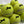 Tennis balls Yellow